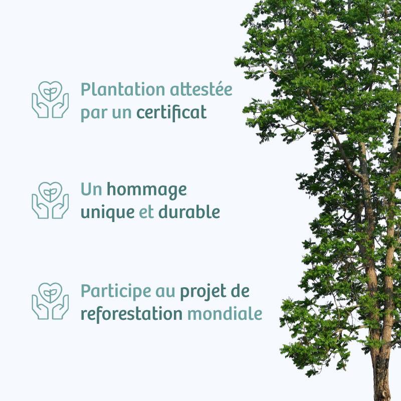 Planter un arbre en hommage à Olesia BREGU